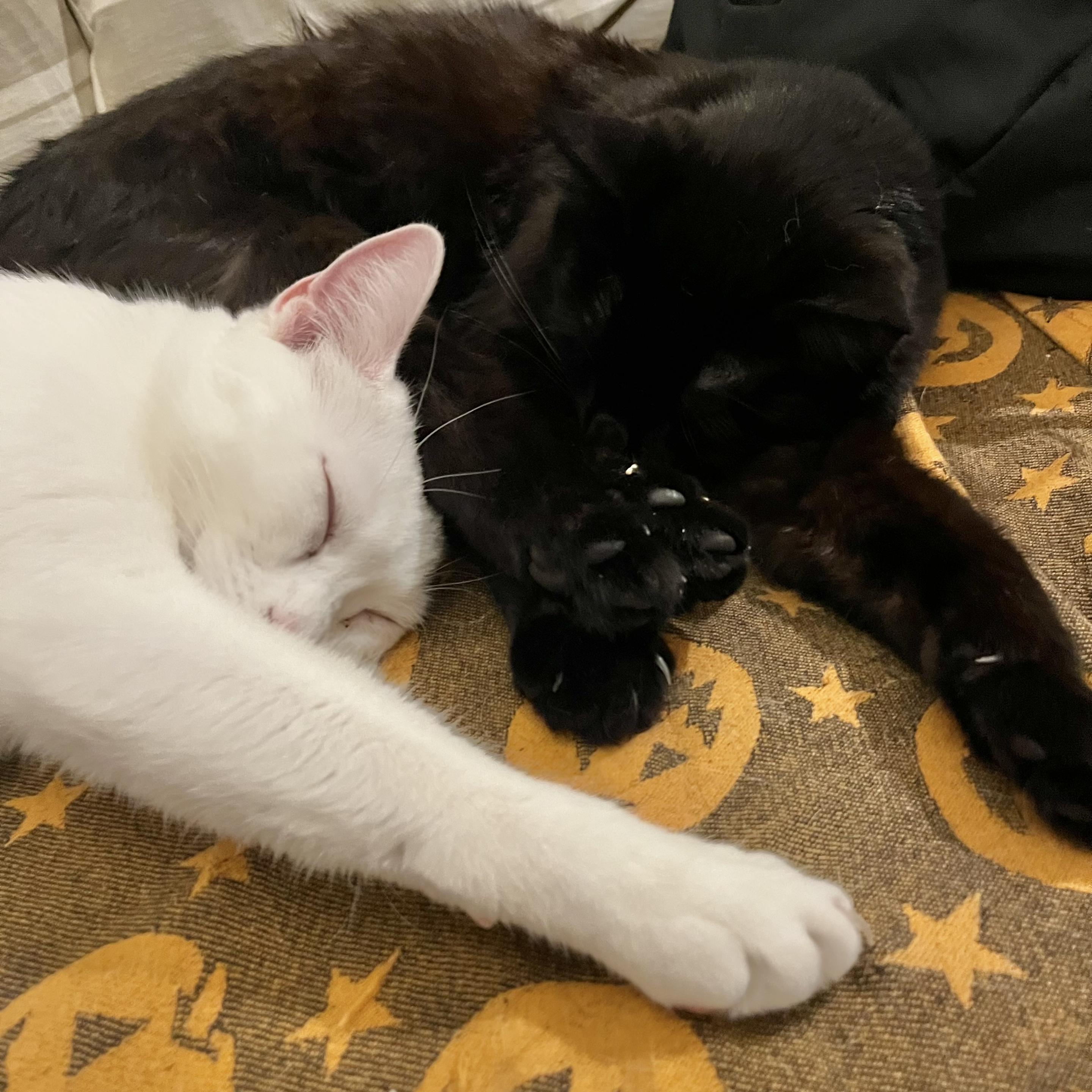 white cat and black cat sleep together, one arm each outstretched, on an orange jack-o-lantern print fabric on a couch
