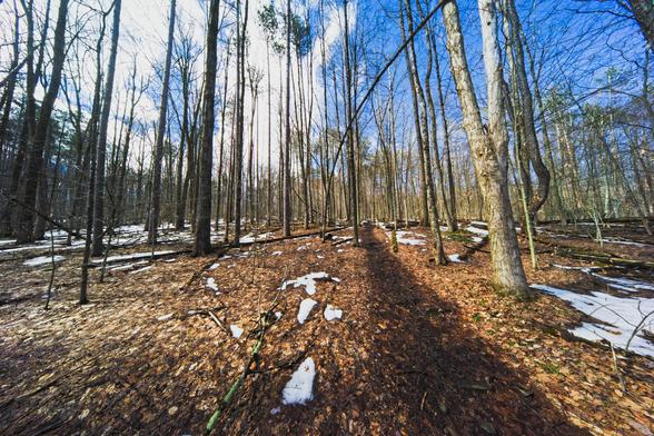 Dark brown trail passes straight past leaf litter and numerous barren tree stems.