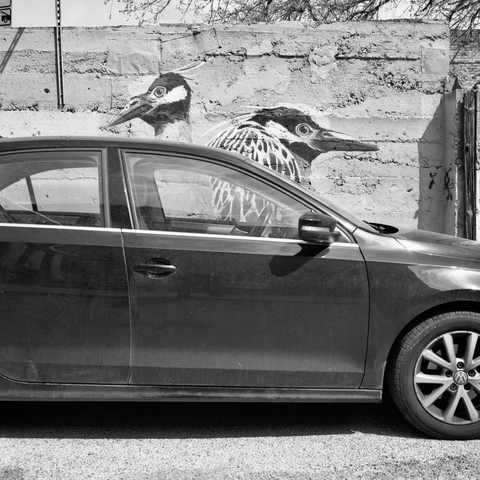 A black-and-white film photo. Two graffiti birds on a concrete wall appear to poke their heads from the top of a car in downtown Austin, Texas. Thursday, March 5, 2026.