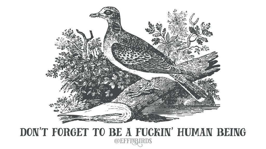Effin' Birds (@effinbirds@mastodon.social)
