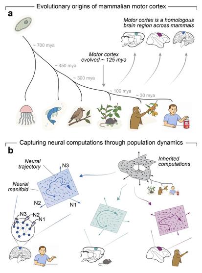 Figure 1. Hypothesis of evolutionarily conserved neural
computations through population dynamics.
