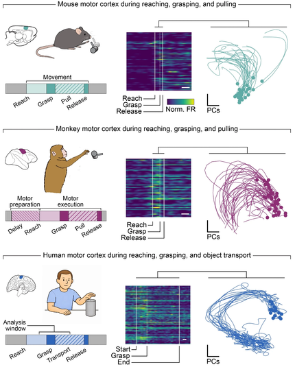 Figure 2. A multi-species motor neurophysiology datase