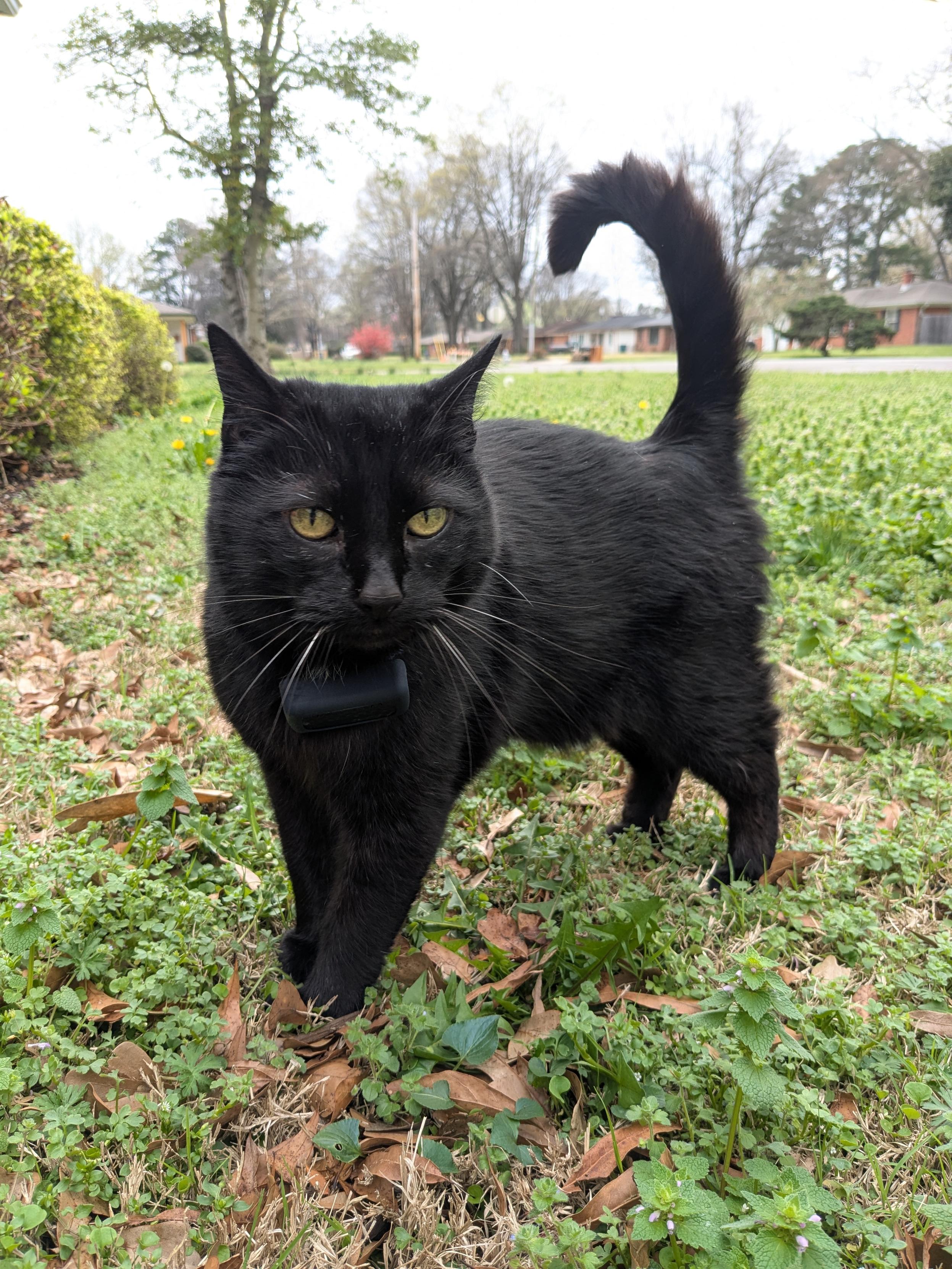 A black cat with green eyes standing in a grassy yard.
