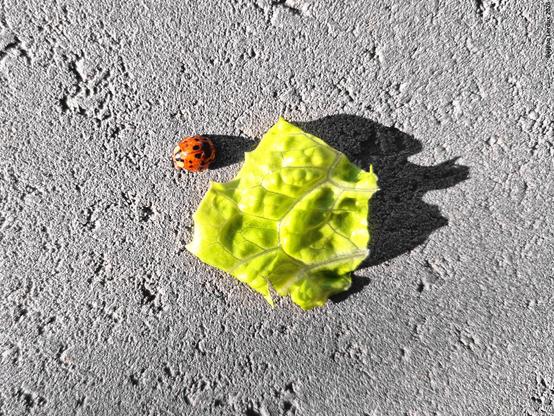 Coccinelle et morceau de salade sur trottoir de béton au soleil