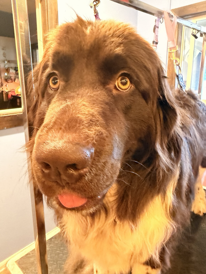 The most beautiful reddish Newfoundland with piercing hazel eyes on a grooming table looking at the camera