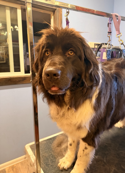 Just a wider view of Topaz the Newfoundland on the grooming table before her bath.