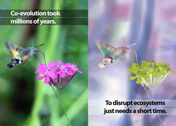 disruption of ecosystems