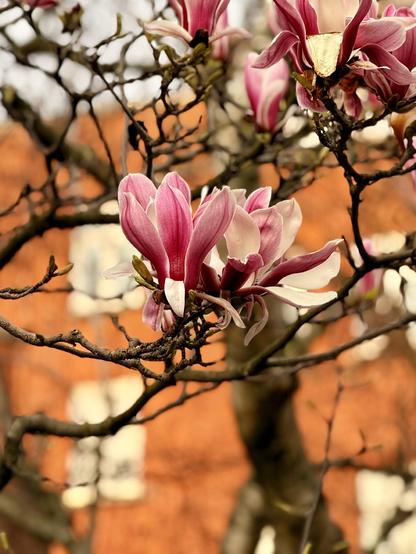 Pink and white magnolia flowers bloom on a tree in front of a red brick building.
