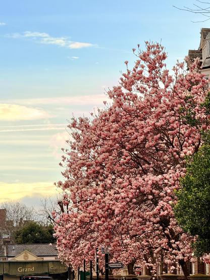 A large tree with pink flowers stands in front of a building with a green awning. The building has a sign that says "Grand Cottage" and there are street signs nearby.