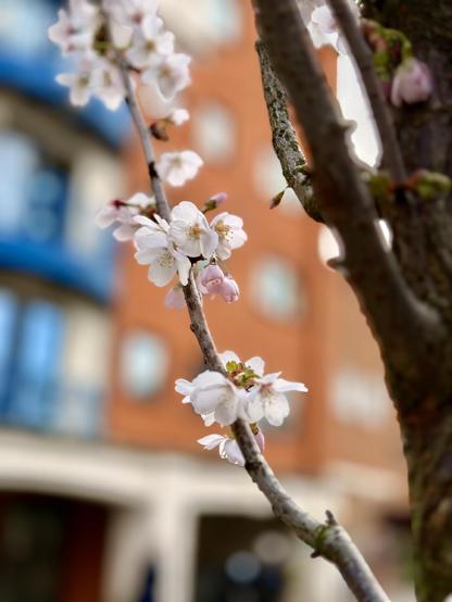 A branch of cherry blossoms in front of a red brick building.