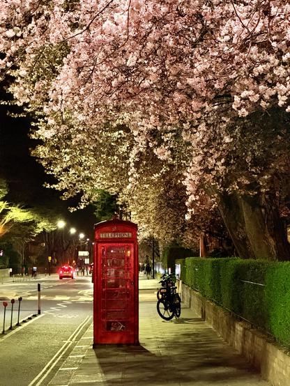 A red telephone booth stands beneath a canopy of cherry blossom trees illuminated by soft lights on a quiet London street at night.