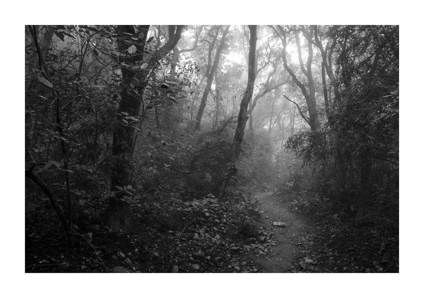 Black and white photo depicting a narrow dirt path winding its way into a dense forest covered in mist. The trees aren't big but they are quite packed together, with twisted trunks and wavy branches intertwining overhead.
Waldeinsamkeit is a German word that conveys the feeling of being alone in the woods. It was popular during the 19th century German Romanticism.