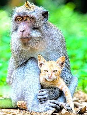 An adorable picture of a monkey holding and cuddling with a yellowish orange cat