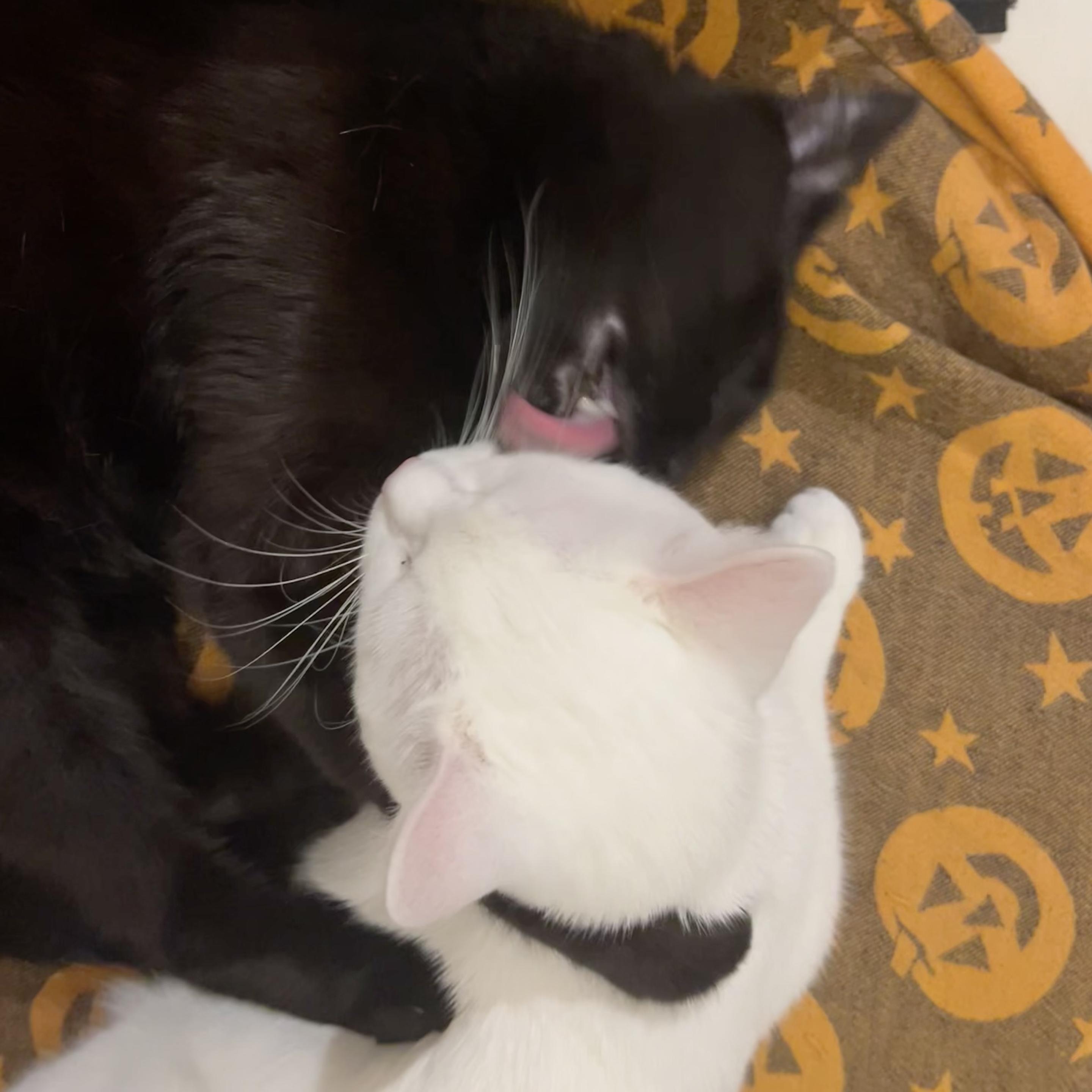 Posted media