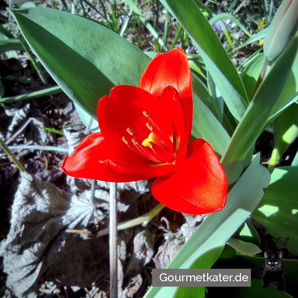 Start der Tulpensaison
