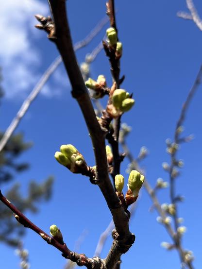 Knospen eines Pflaumenbaums vor blauem Himmel