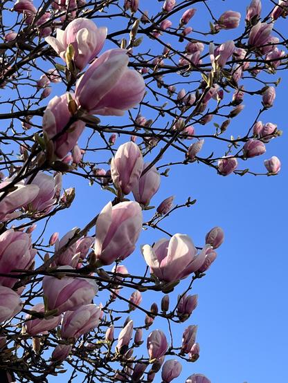 Magnolien vor blauem Himmel