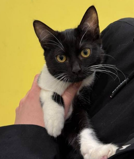 A sweet black-and-white kitty with bright golden eyes and neat little white paws, calmly being held while looking curious and alert