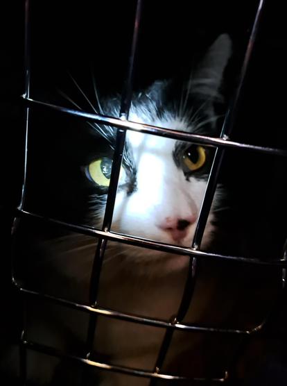 A black and white cat is peering out through the caged door of a cat carrier
