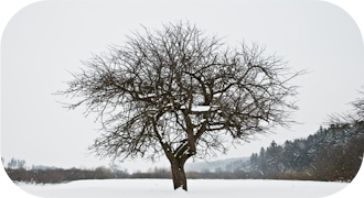 🇫🇷 Un arbre en hiver.
🇮🇹 Un albero in inverno.