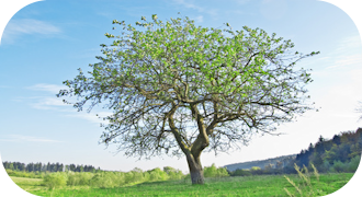 🇫🇷 Le même arbre au printemps.
🇮🇹 Lo stesso albero in primavera.