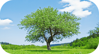 🇫🇷 Le même arbre en été.
🇮🇹 Lo stesso albero in estate.