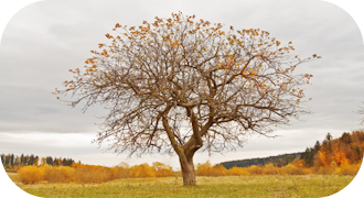 🇫🇷 Le même arbre en automne.
🇮🇹 Lo stesso albero in autunno.