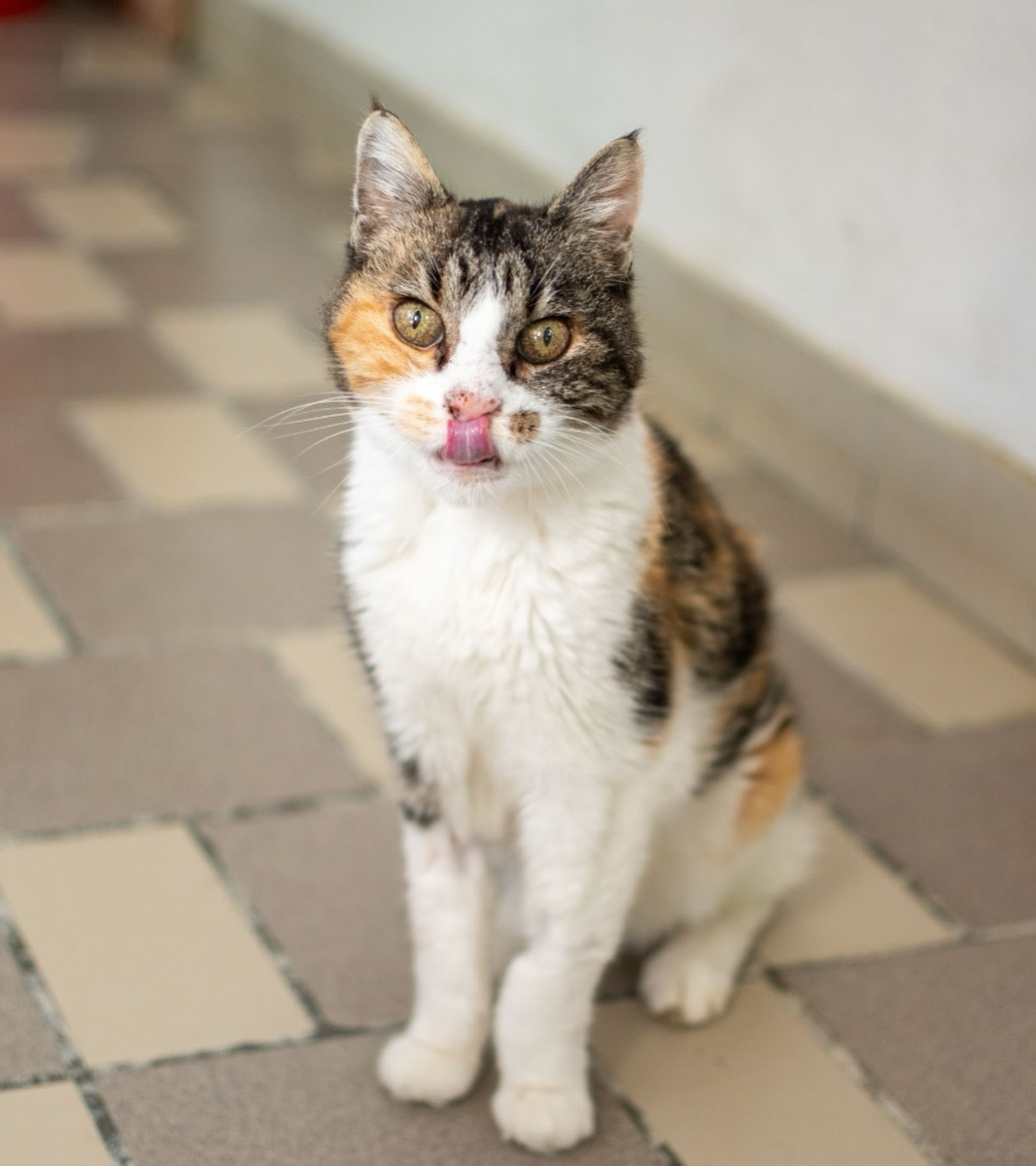 A cute calico cat sitting on a tiled floor, looking straight at the camera while licking its nose