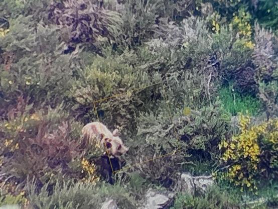 Bär im Gestüpp am Berghang