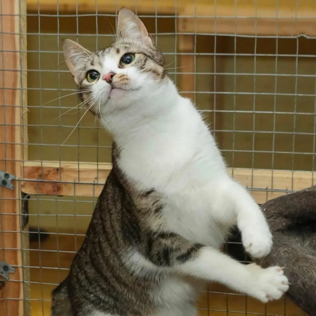A curious tabby-and-white cat standing on its hind legs, gently leaning on a wooden surface and wire mesh.