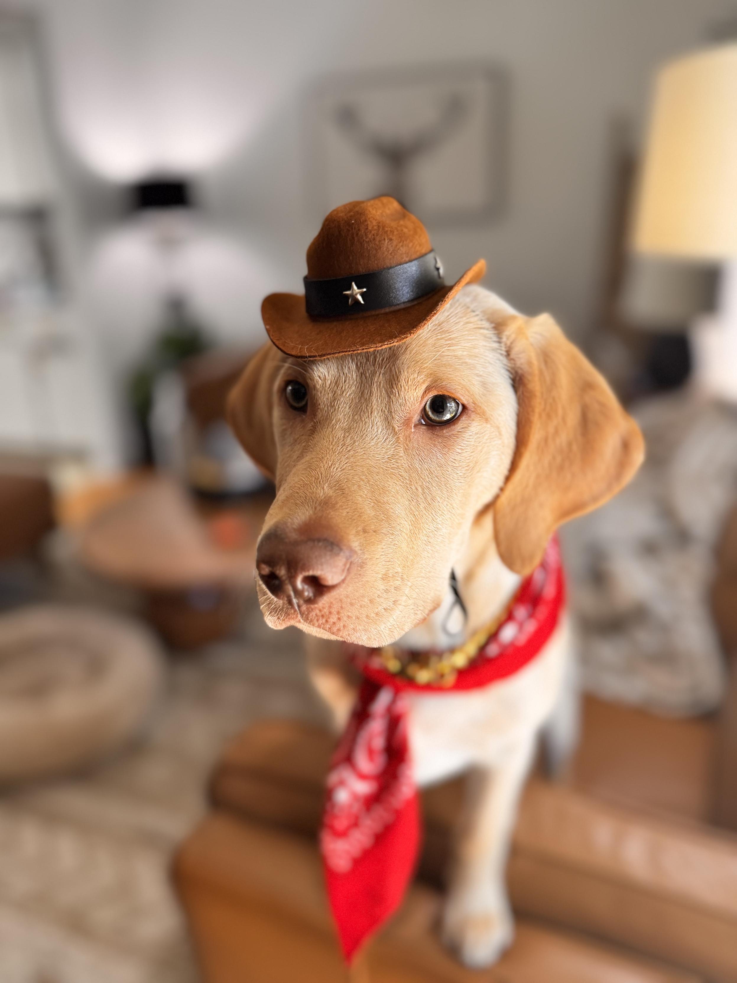 jake, a baby, also my lab retriever puppy
