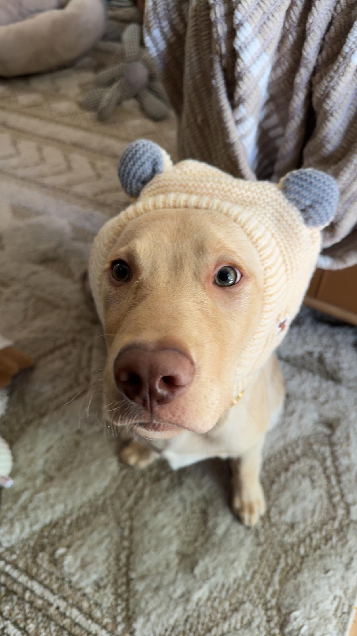 jake with a hat with ears