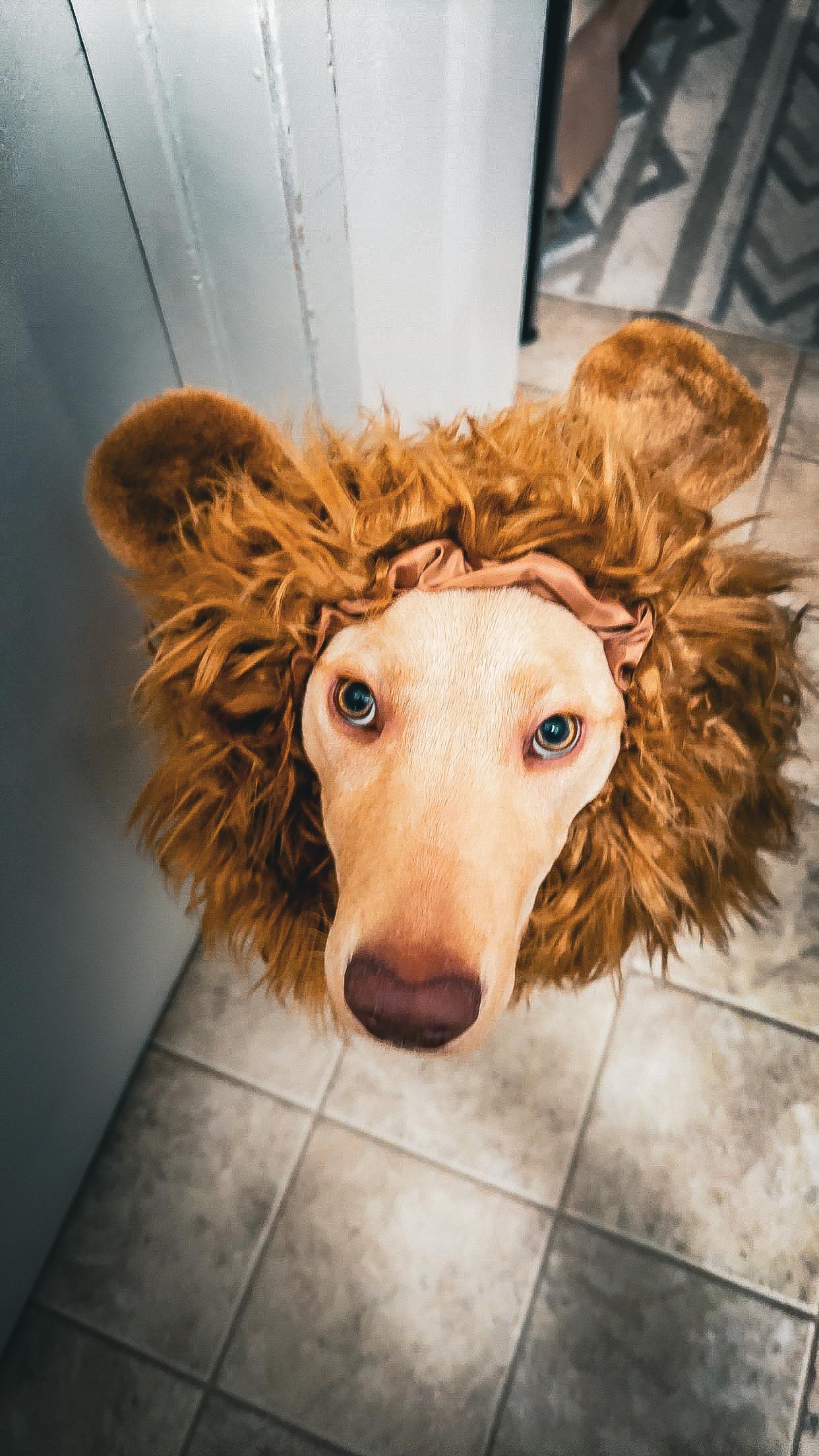 jake with his mane