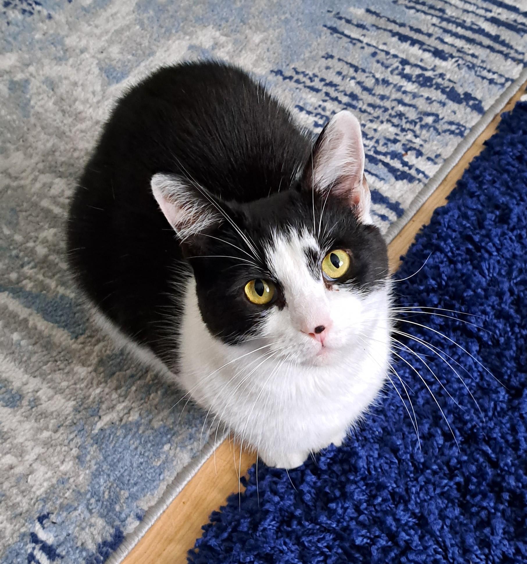 A black & white cat is crouching on a rug, looking up at the camera with an expression of perfect innocence that belies her inner chaos