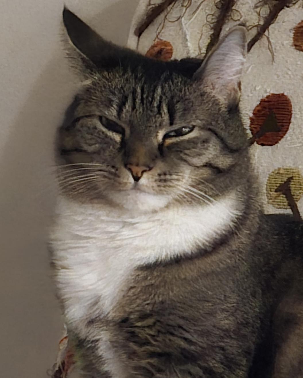 A brown tabby cat with a white chest stares at the camera with slitted eyes