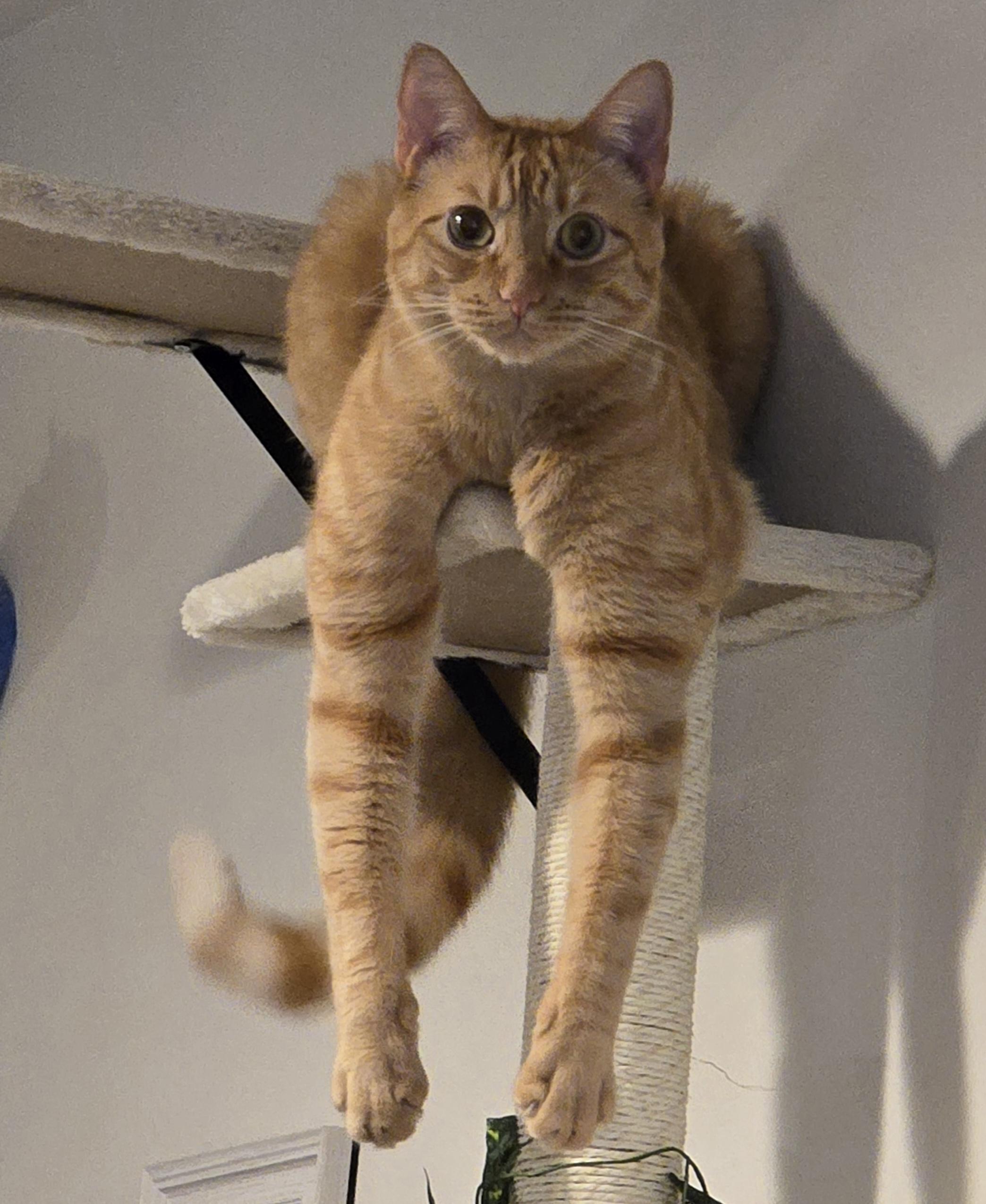An orange tabby cat lays on a cat shelf with his front paws dangling down