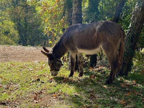 A brown donkey with long ears and a harness grazing on green grass in a wooded area.