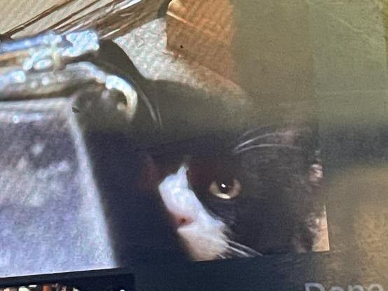 A black and white longhair cat looks up from behind a box with just his brown left eye showing.