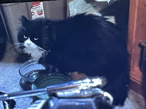 A longhair black and white "tuxedo" cat eats from one of two bowls as captured by remote iPhone camera inside our garage.