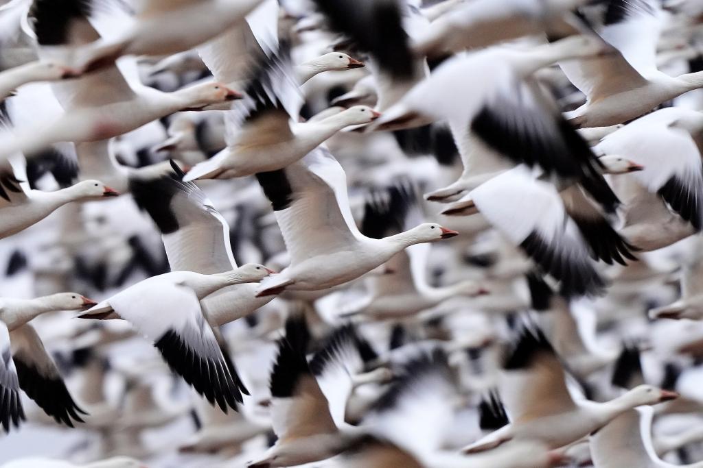 Snow geese resume their northern migration.