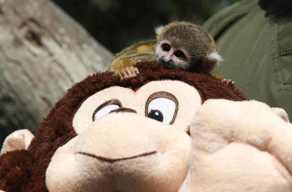 A baby squirrel monkey clings to a cuddly toy.