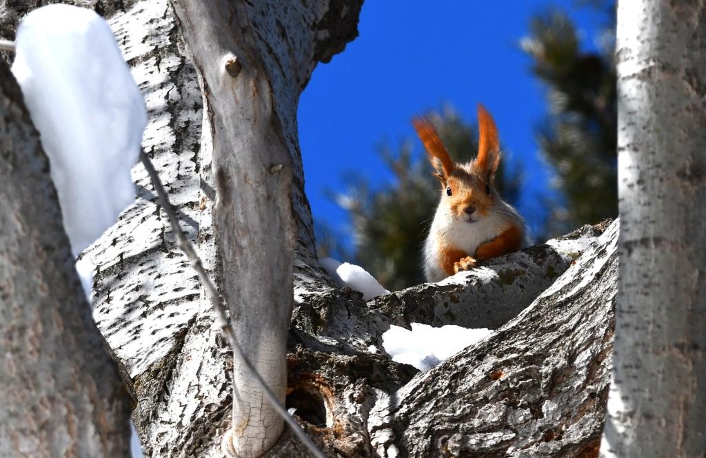A red squirrel enjoys the early spring sunshine.