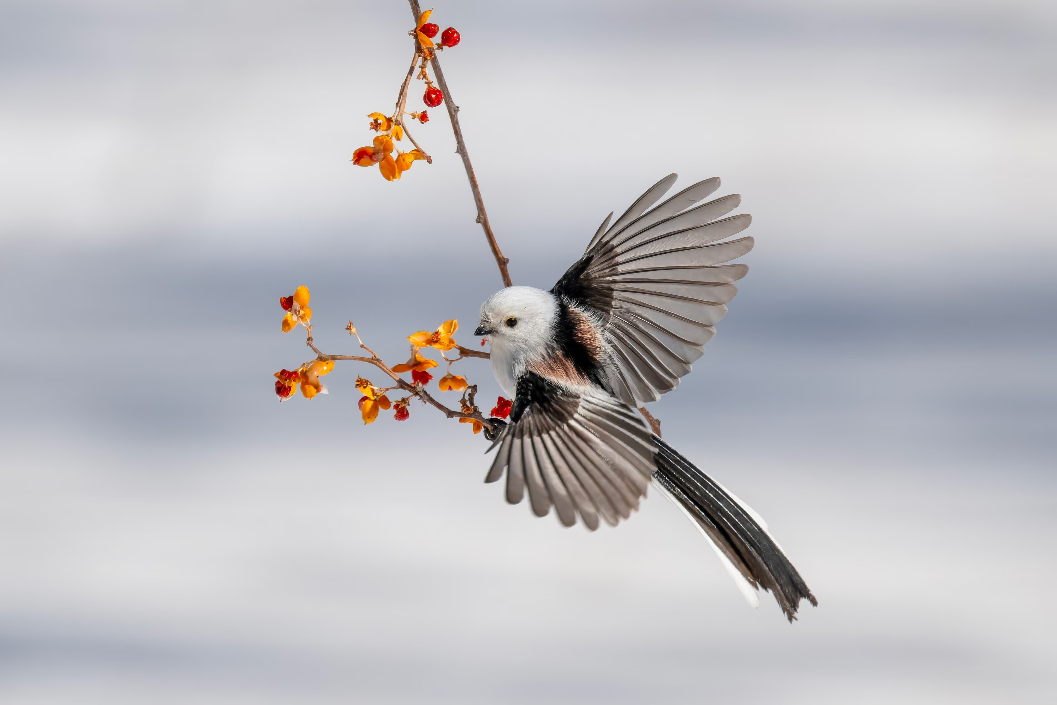 A long-tailed tit strikes a decorative pose on a branch with pink blossoms.
