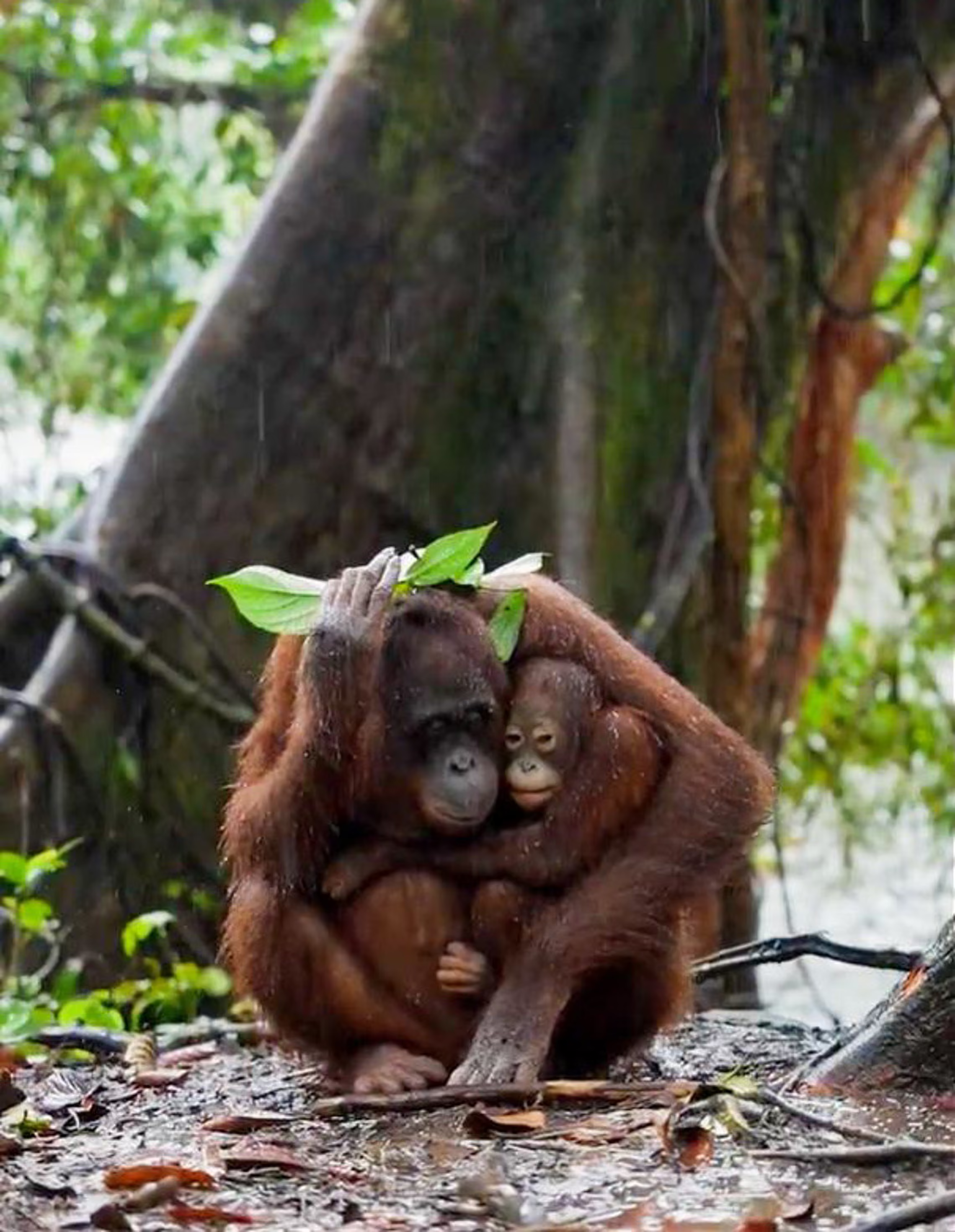 Orangutang Muria and her son, Bumi, take cover from the rain.