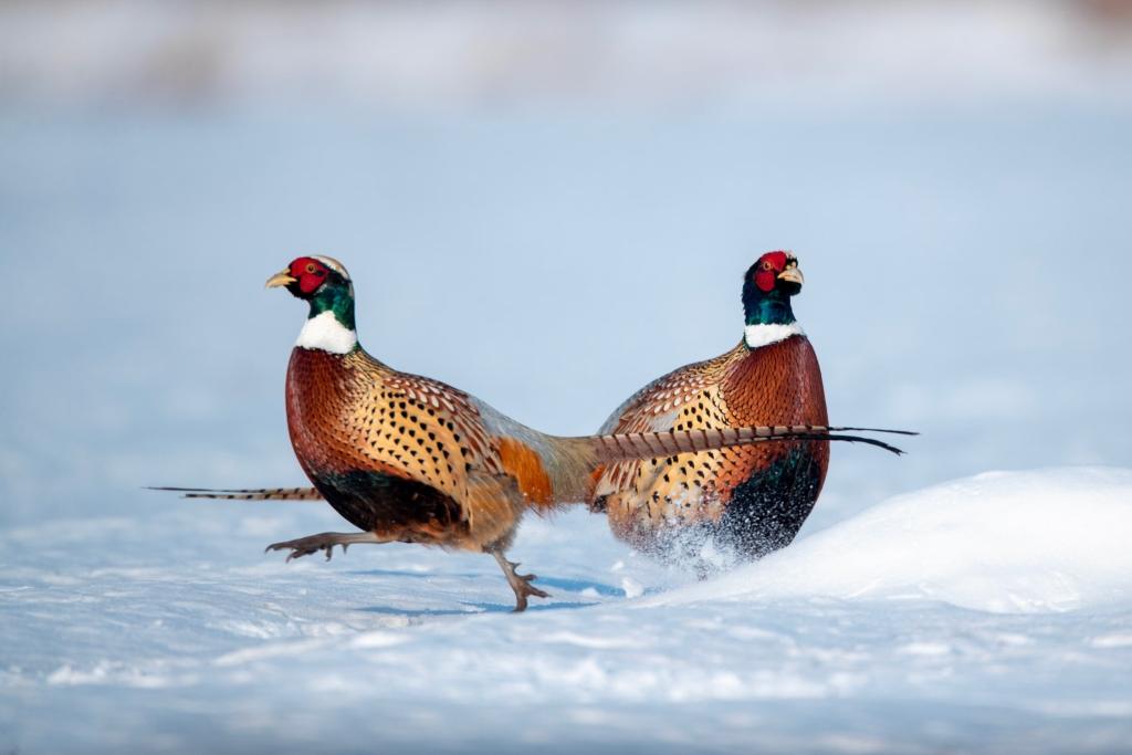 Two brightly-coloured ring-necked pheasants on the snow.