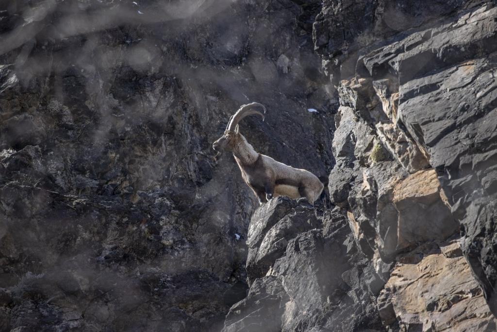 A wild goat gazes out from atop a crag.