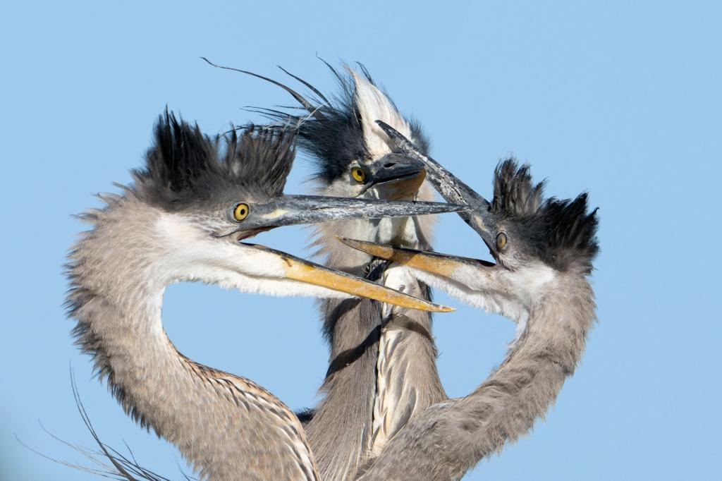Three great blue heron chicks.