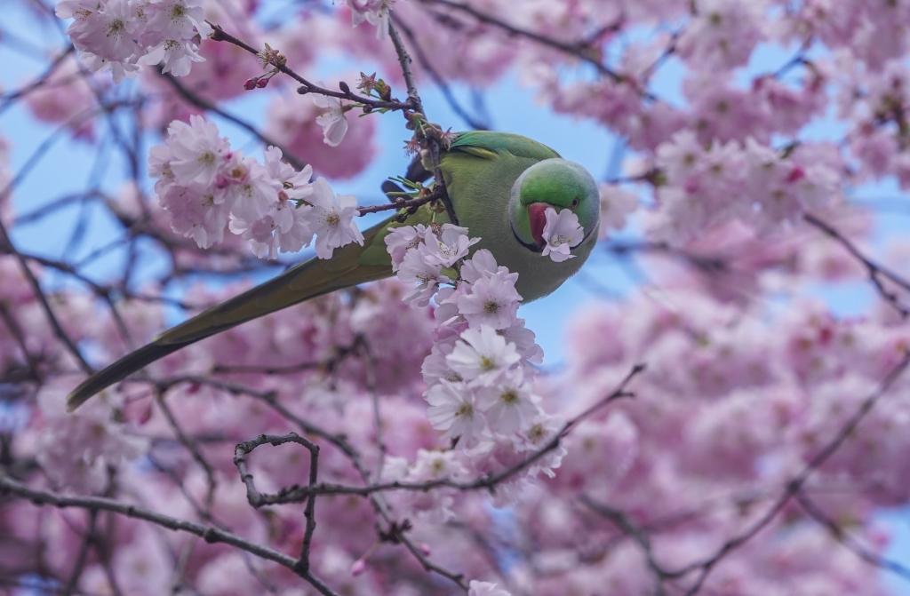 A green ring-necked parakeet feeds on cherry tree blossom nectar.