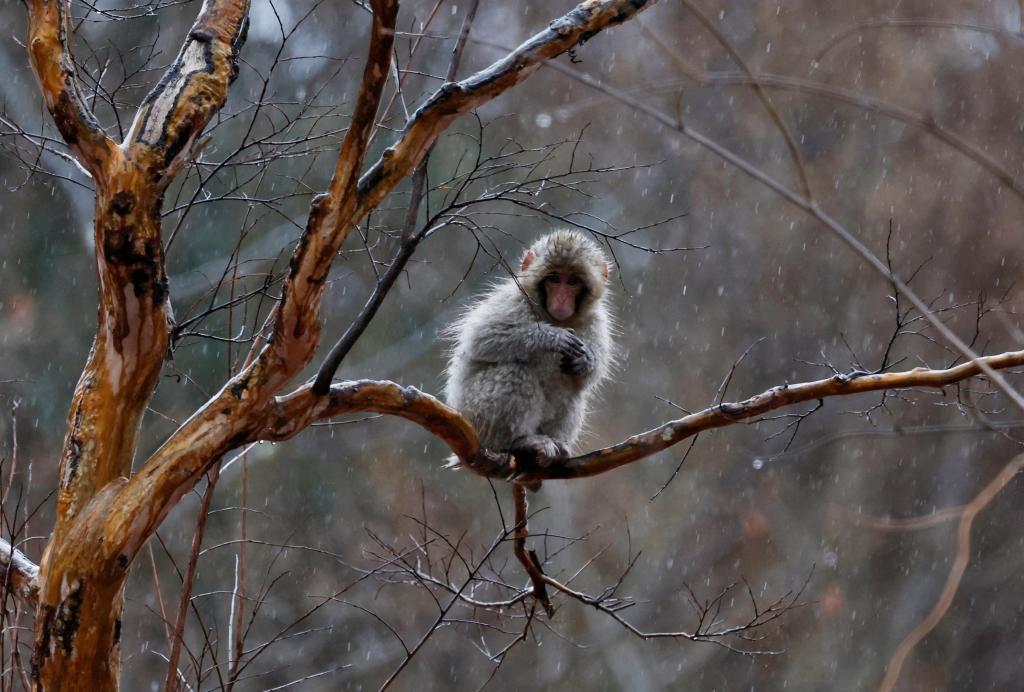 A wild Japanese macaque caught in the rain sits on a branch shivering.