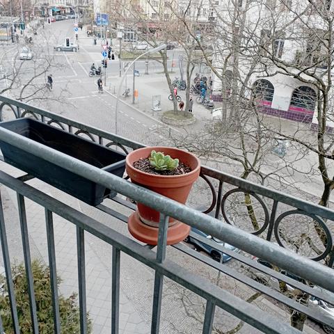 Blumentopf in Zink-Balkongeländer
kahle Bäume, Little John Bikes Laden, und der Südstern im Hintergrund